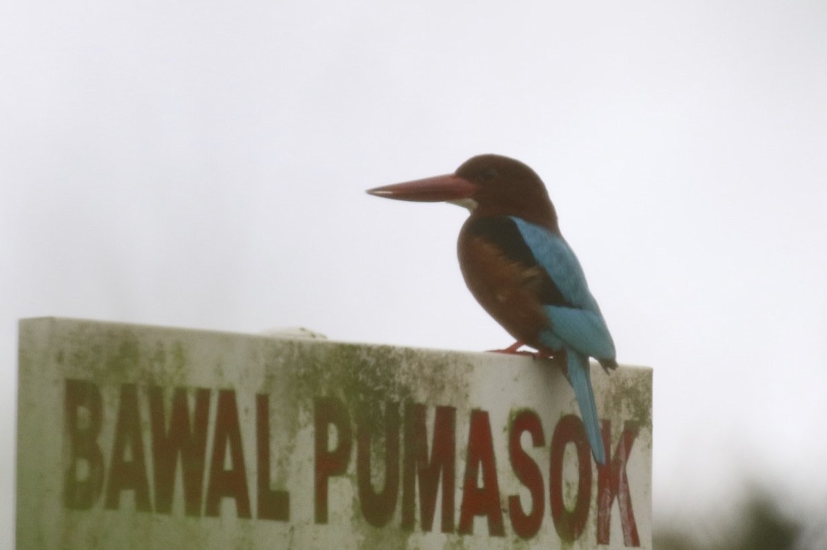 Brown-breasted Kingfisher - ML86904081
