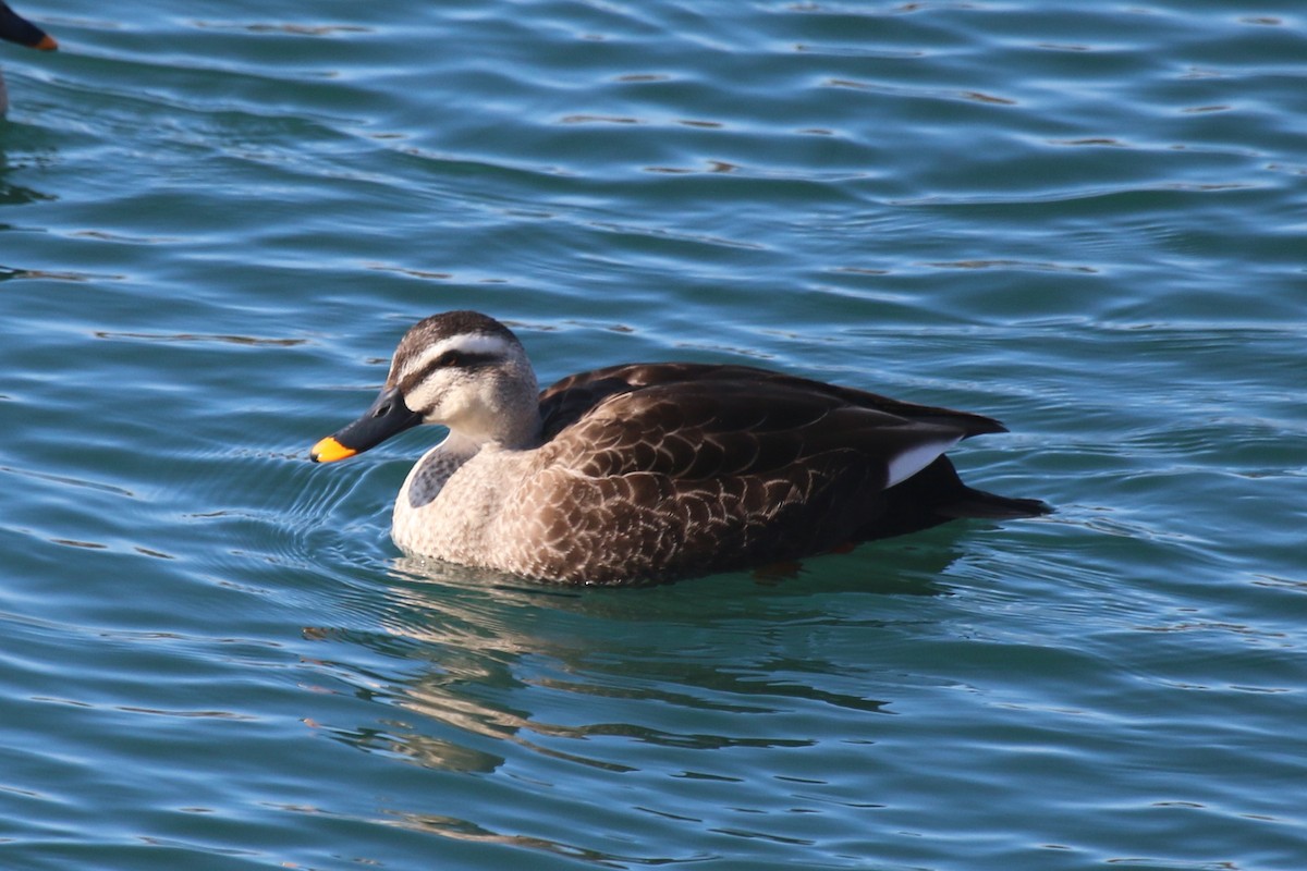 Eastern Spot-billed Duck - John Sevenair