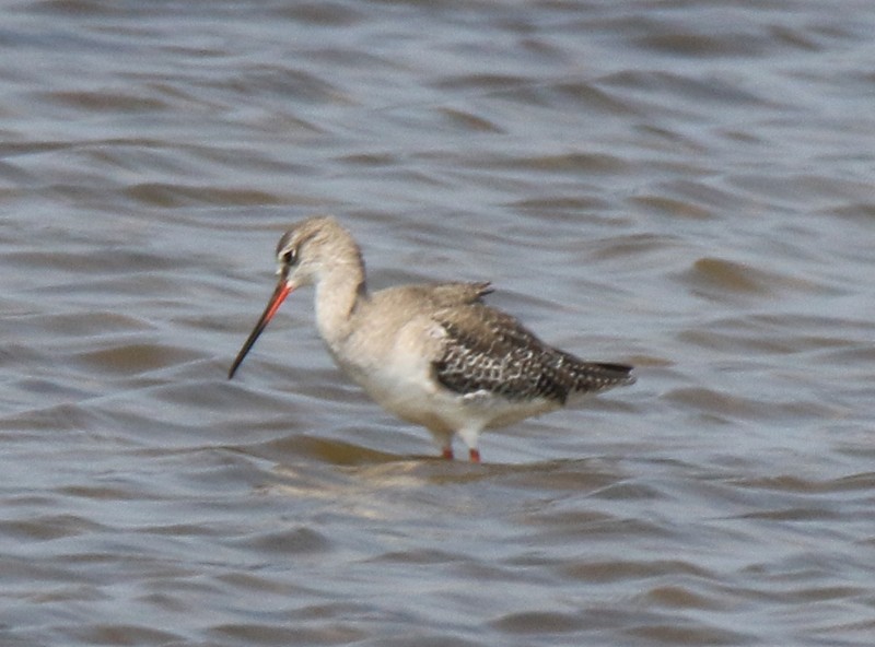 Spotted Redshank - ML86907001