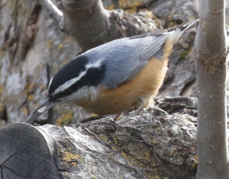 Red-breasted Nuthatch - Debby Parker
