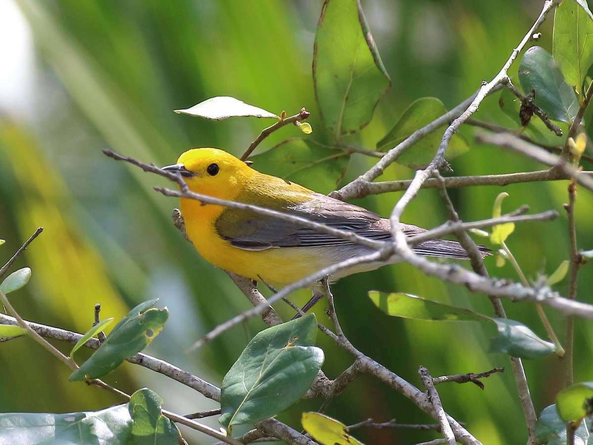 Prothonotary Warbler - ML86912781