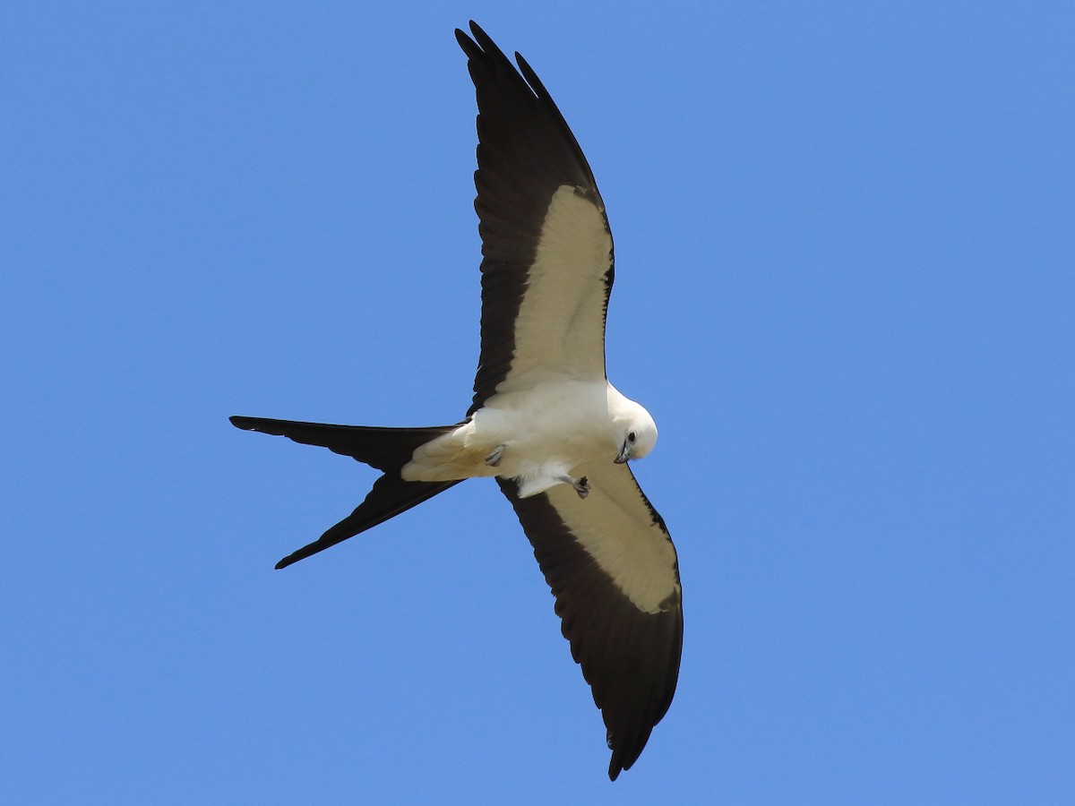 Swallow-tailed Kite - ML86912951