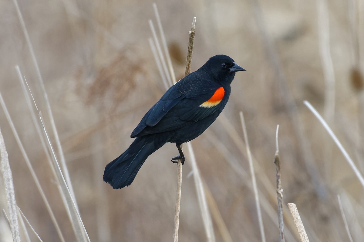 Red-winged Blackbird - Don Danko