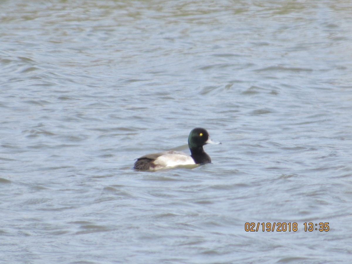 Greater Scaup - ML86913701