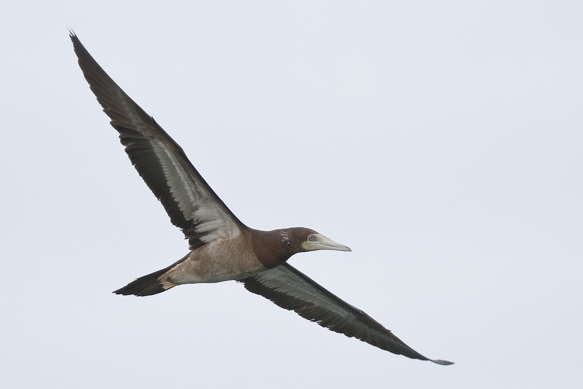 Brown Booby - ML86914731