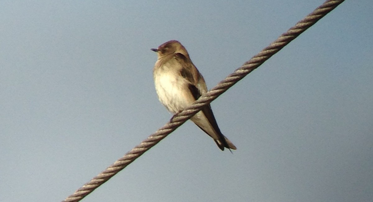 Northern Rough-winged Swallow - ML86915221