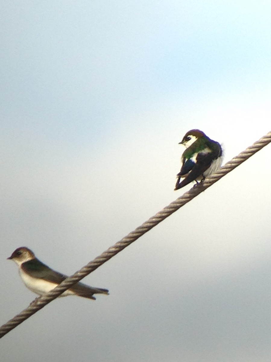 Violet-green Swallow - ML86915251
