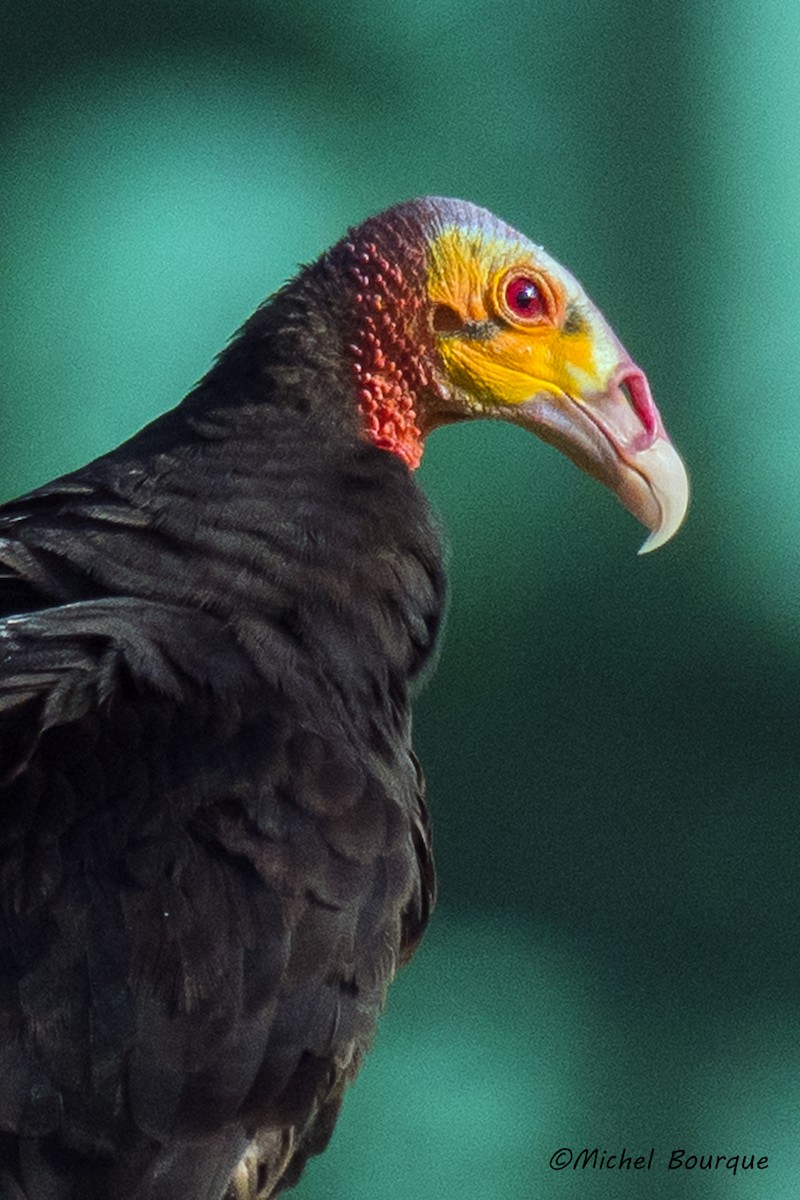 Lesser Yellow-headed Vulture - ML86916111