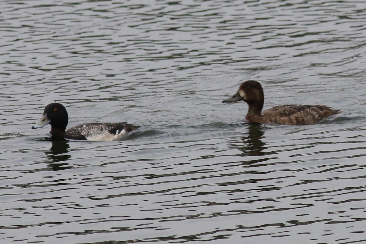 Greater/Lesser Scaup - ML86917301