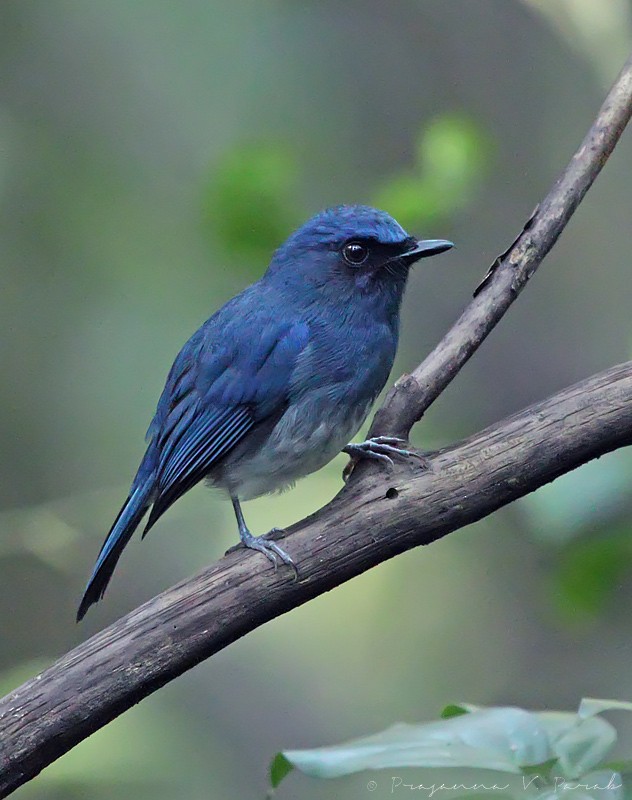 White-bellied Blue Flycatcher - Prasanna Parab