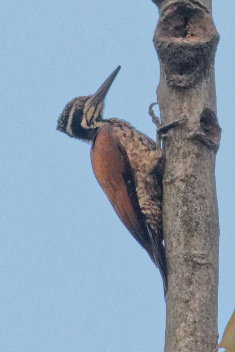 Greater Flameback - Able Lawrence