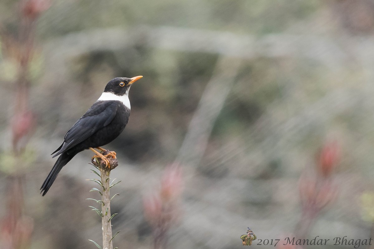 White-collared Blackbird - Mandar  Bhagat