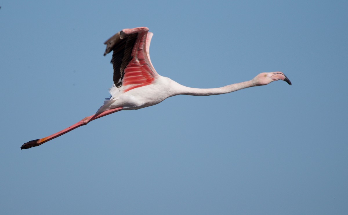 Greater Flamingo - Ian Jarvie
