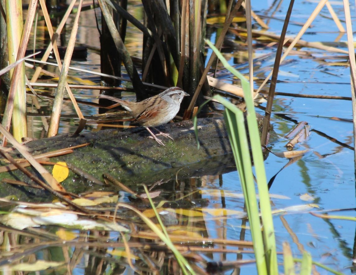 Swamp Sparrow - 🦅 ꙅɒᴎoɔiʜƆ ʏɔɒɿT 🦃