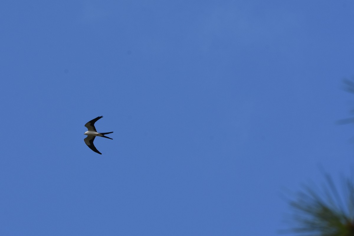 Swallow-tailed Kite - ML86921101