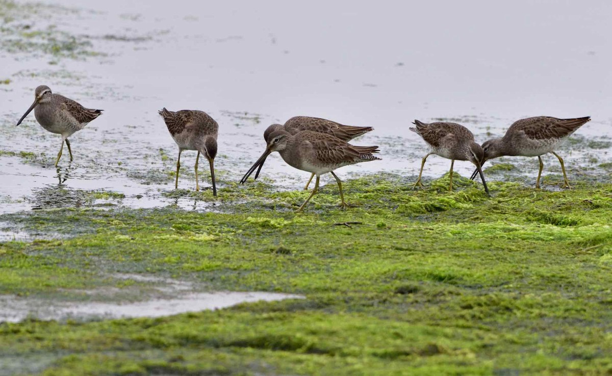 Long-billed Dowitcher - ML86921591