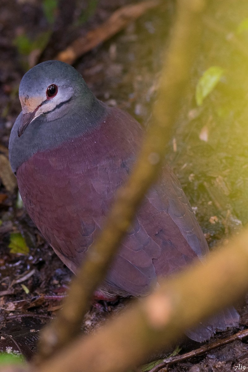 Buff-fronted Quail-Dove - ML86923041