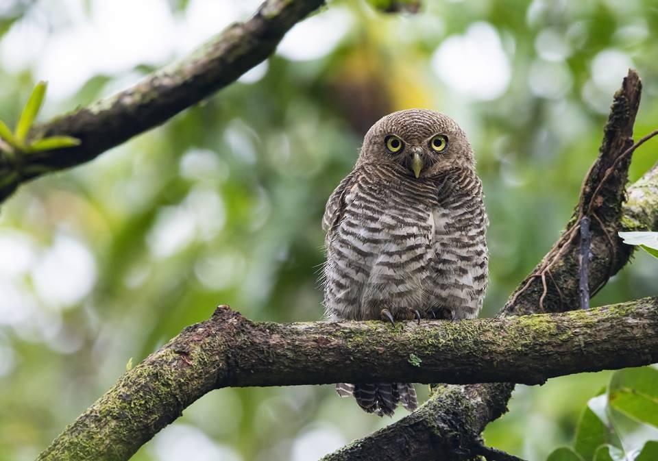 Jungle Owlet - Sushil Khekare