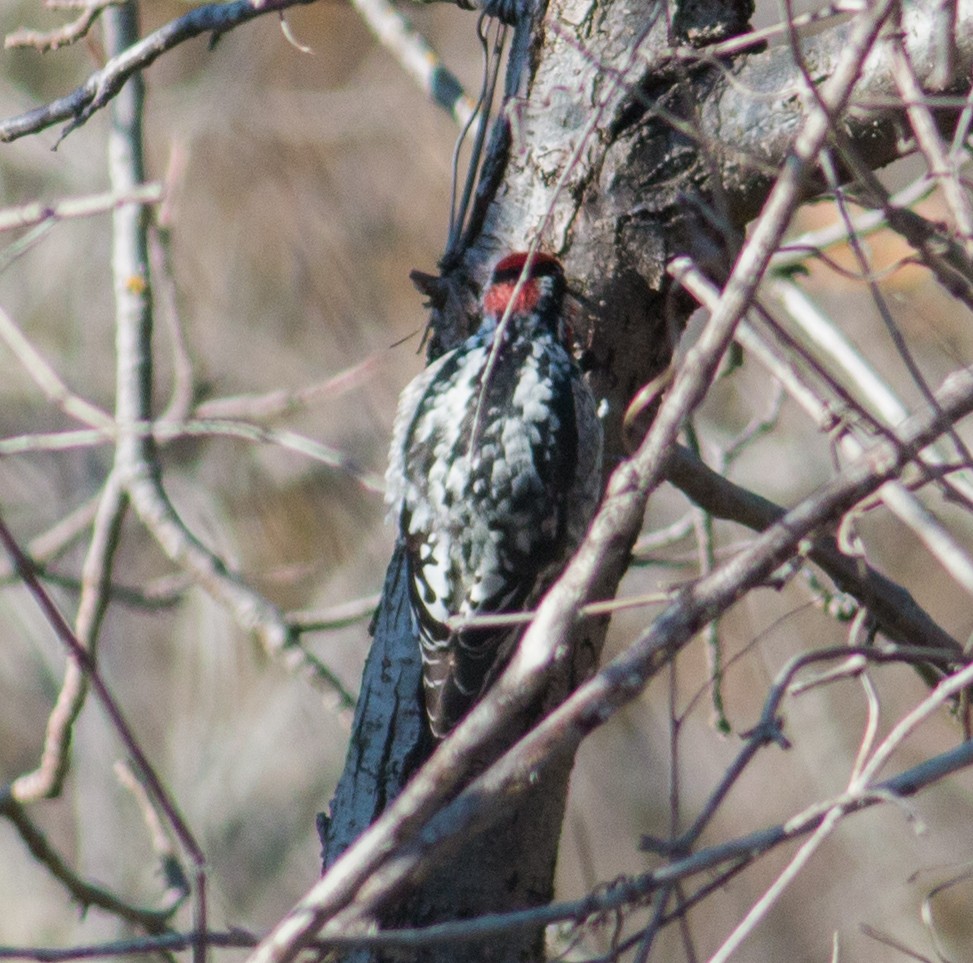 Red-naped Sapsucker - Keith Bailey