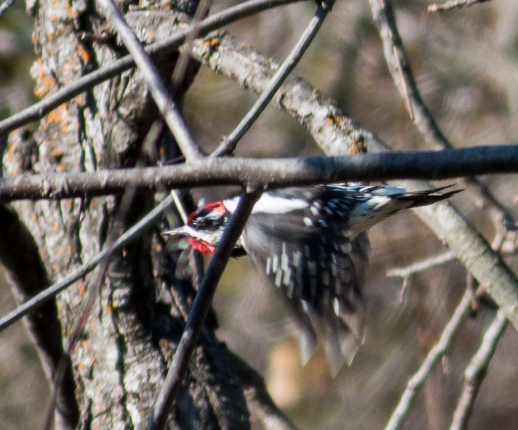 Red-naped Sapsucker - Keith Bailey