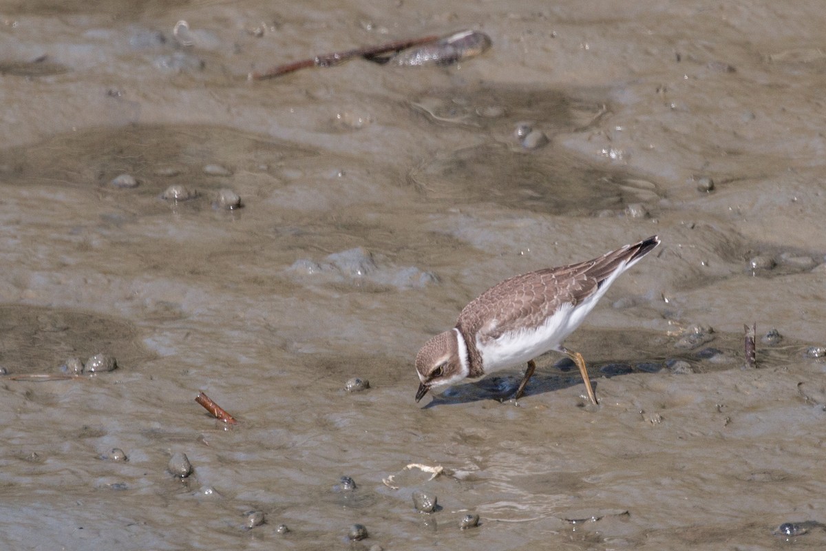 Semipalmated Plover - ML86931341