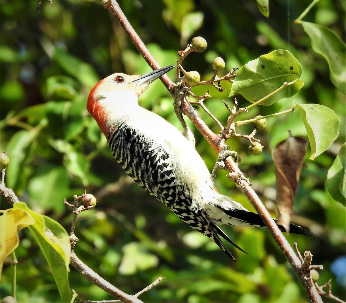 Red-bellied Woodpecker - ML86931651