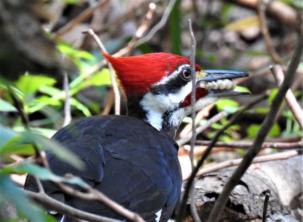 Pileated Woodpecker - david gabay