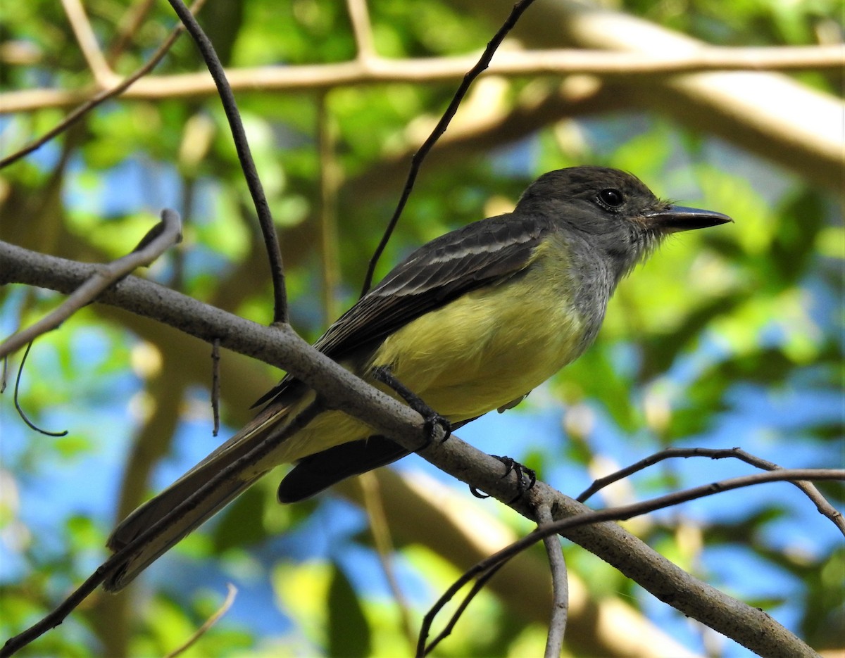 Great Crested Flycatcher - ML86932141