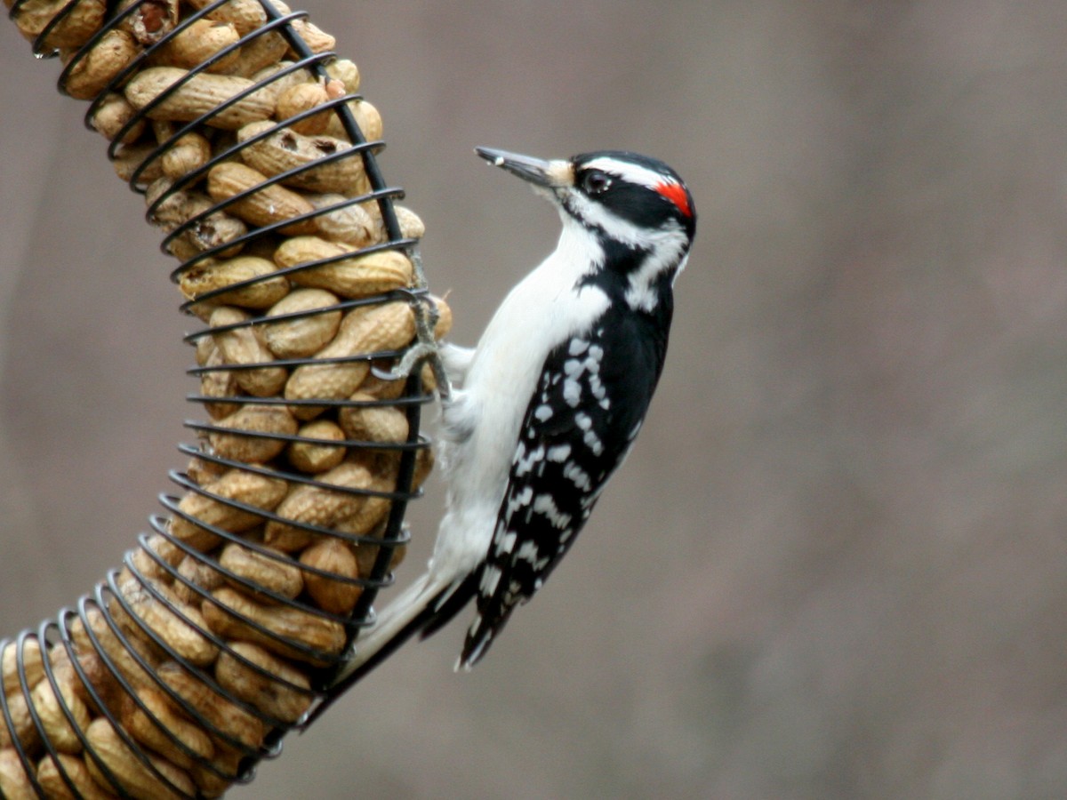 Hairy Woodpecker - ML86932321