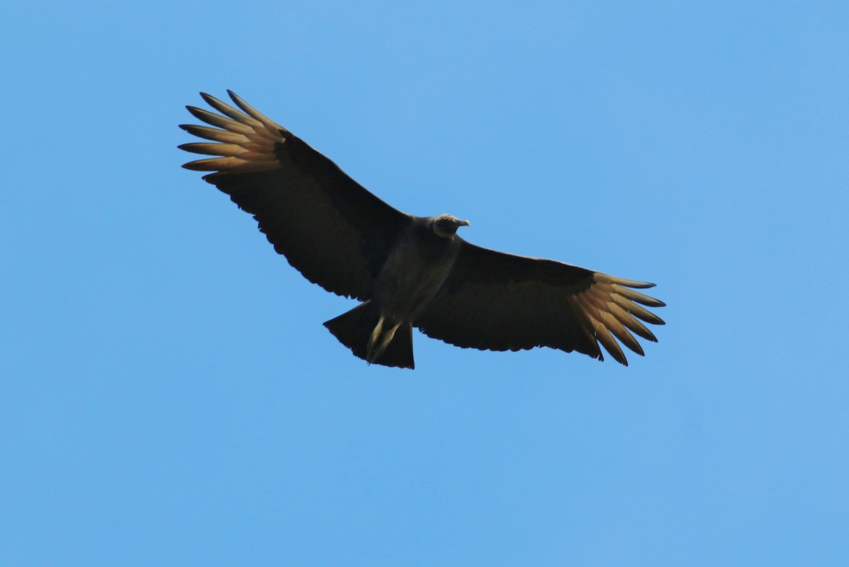 Black Vulture - Suzanne O'Rourke