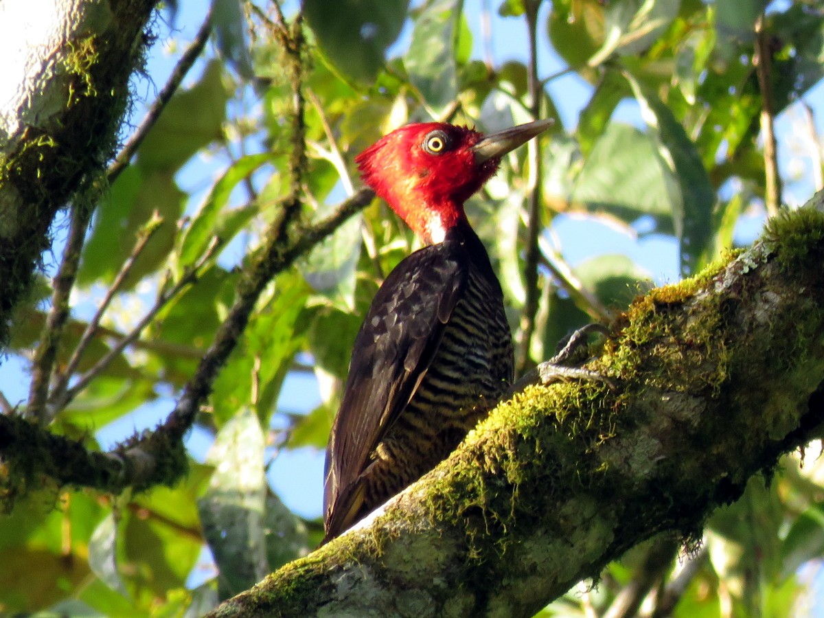 Pale-billed Woodpecker - ML86934491