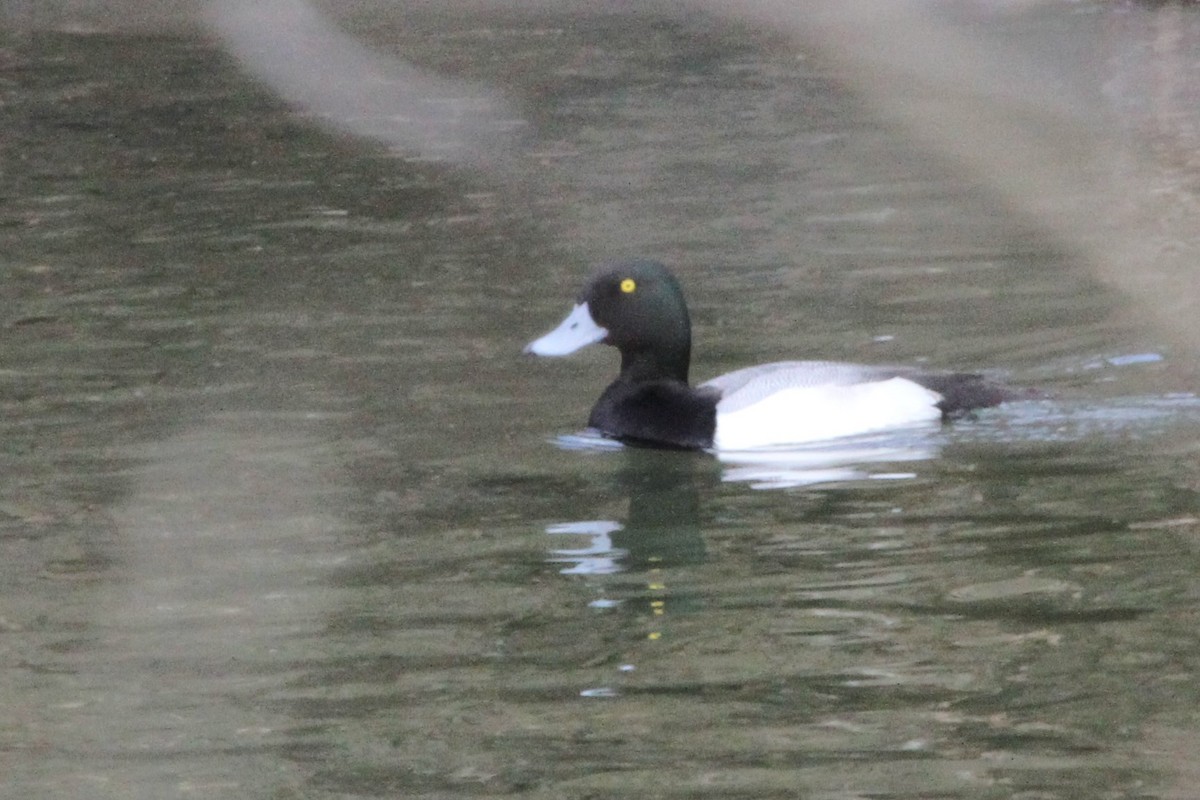 Greater Scaup - ML86934601