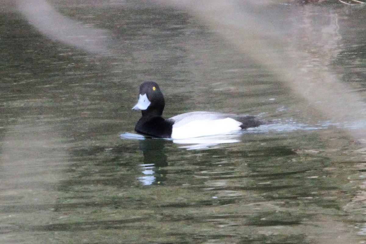Greater Scaup - ML86934621