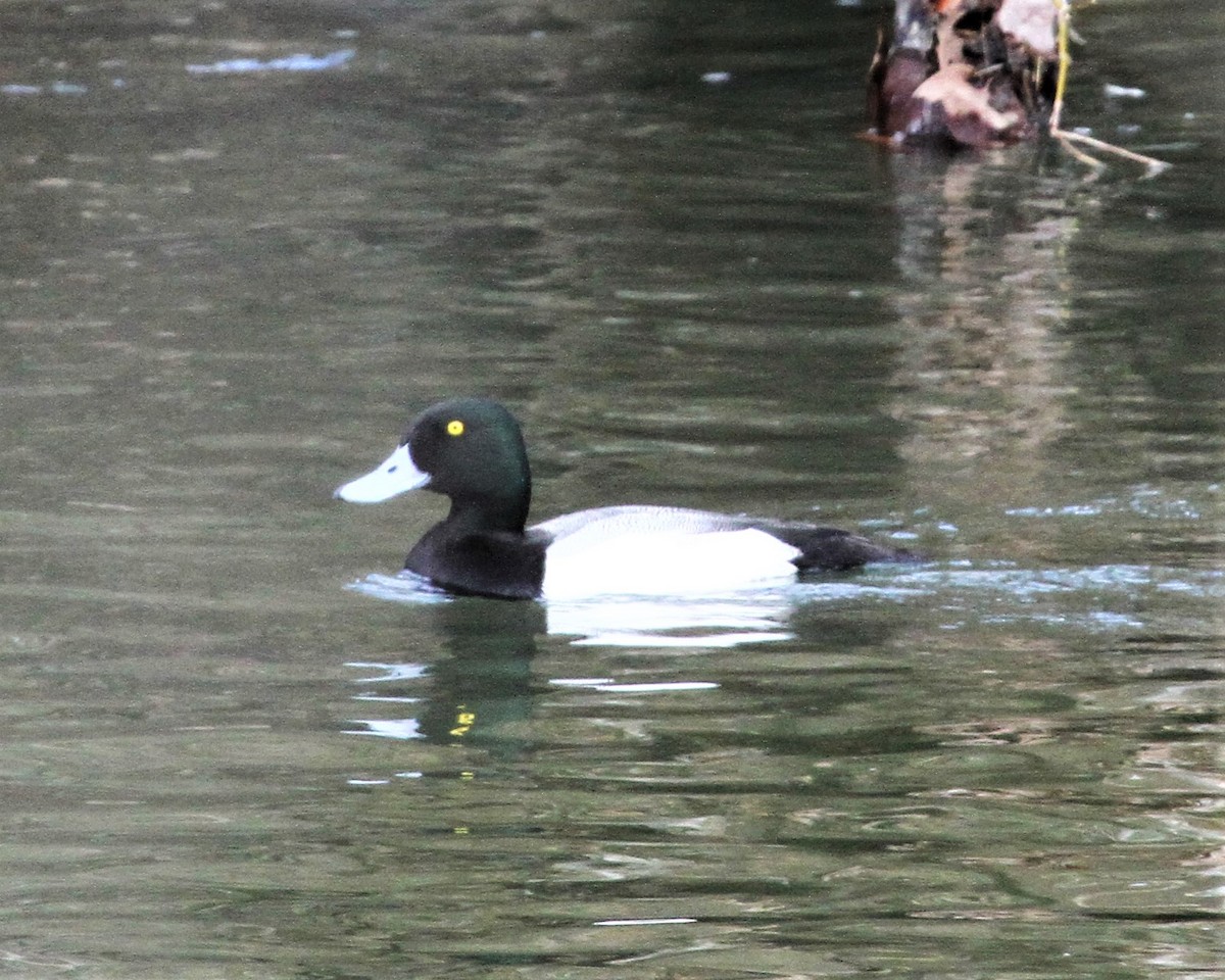 Greater Scaup - ML86934631