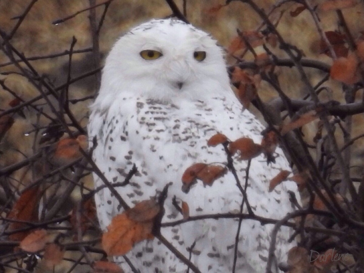 Snowy Owl - darlene chesney