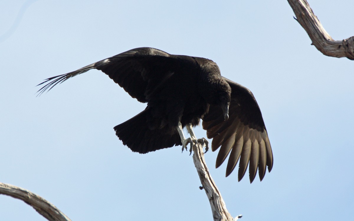 Black Vulture - Gerald Teig