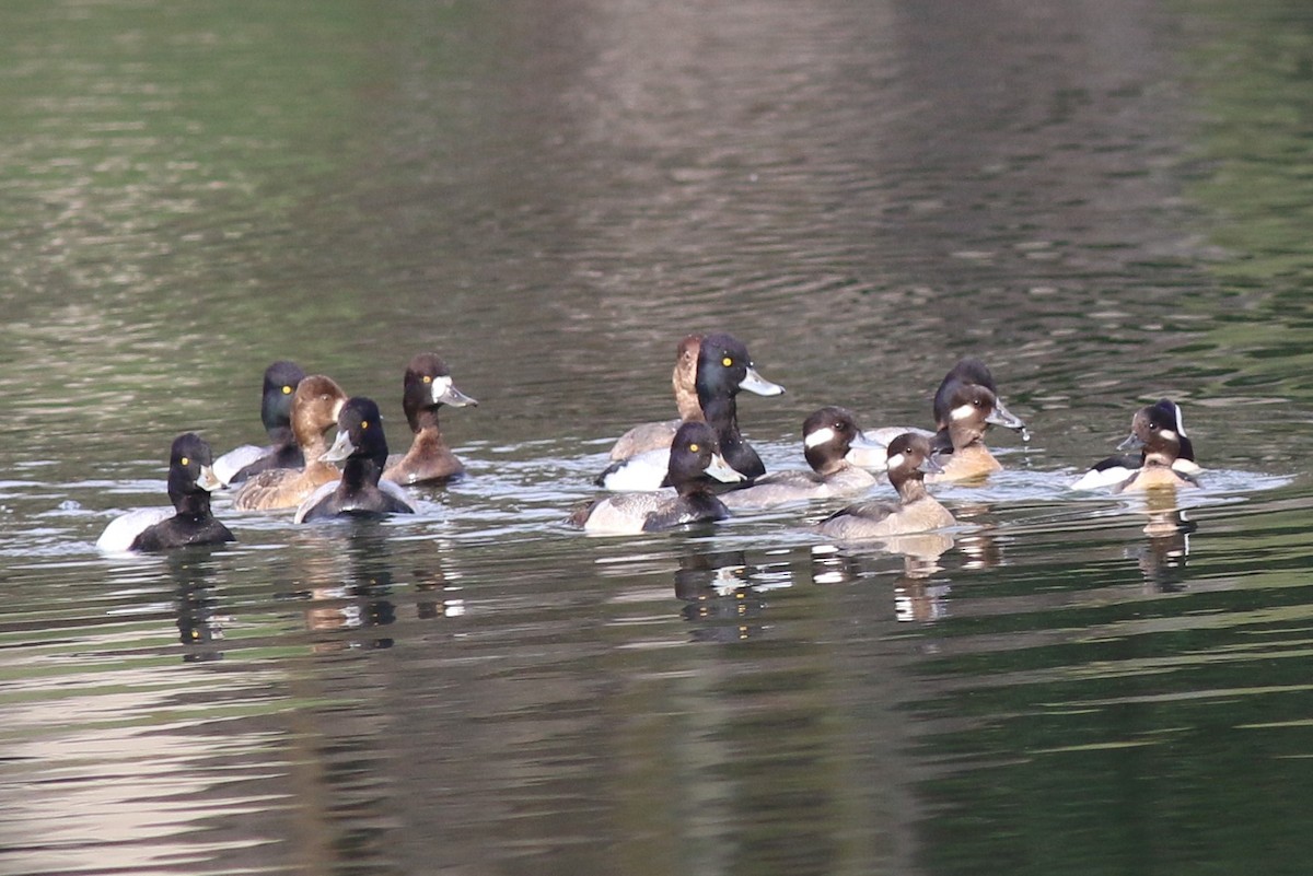 Greater/Lesser Scaup - ML86939251