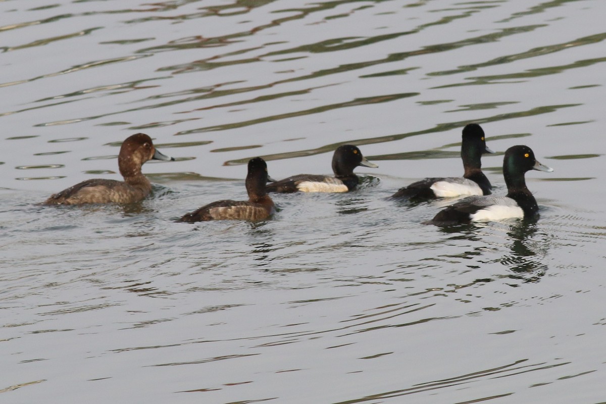 Greater/Lesser Scaup - ML86939291