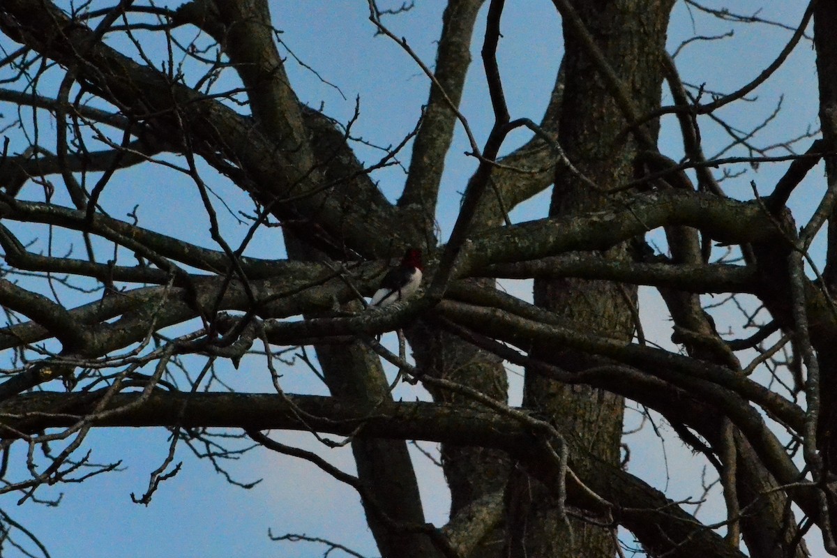 Red-headed Woodpecker - ML86942361