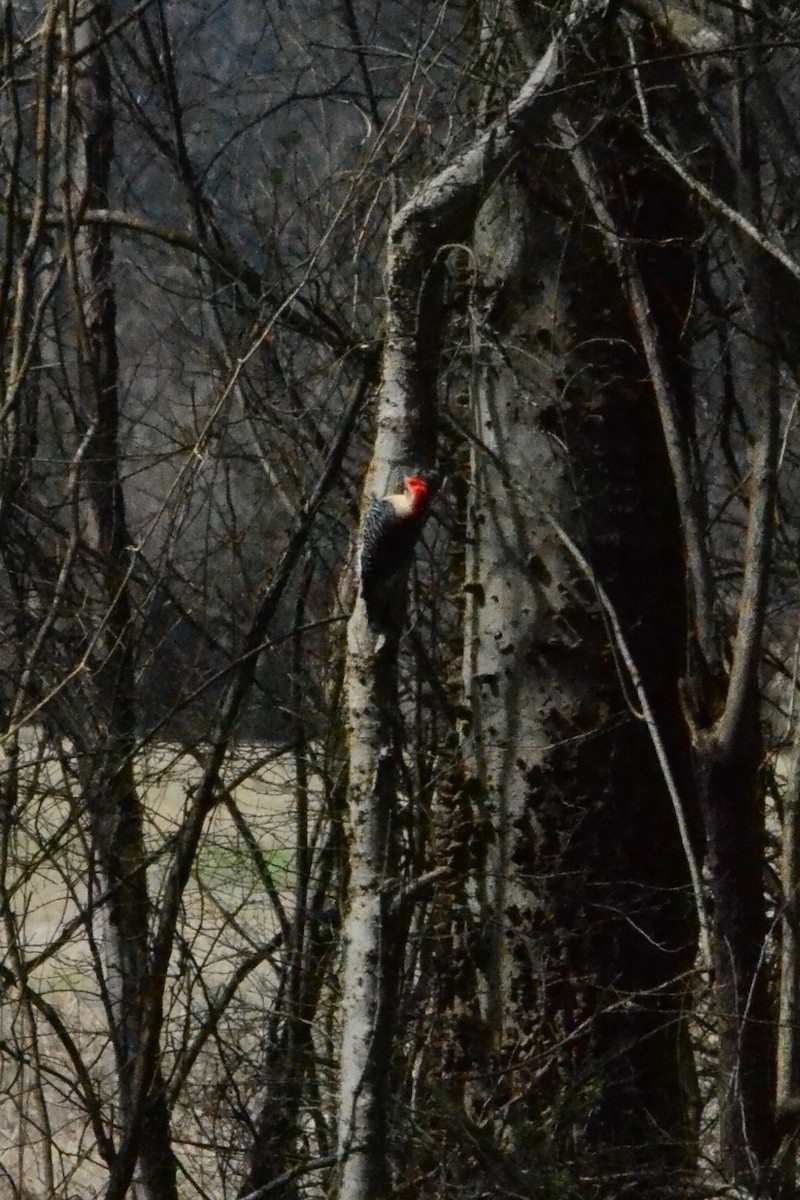 Red-bellied Woodpecker - ML86942931