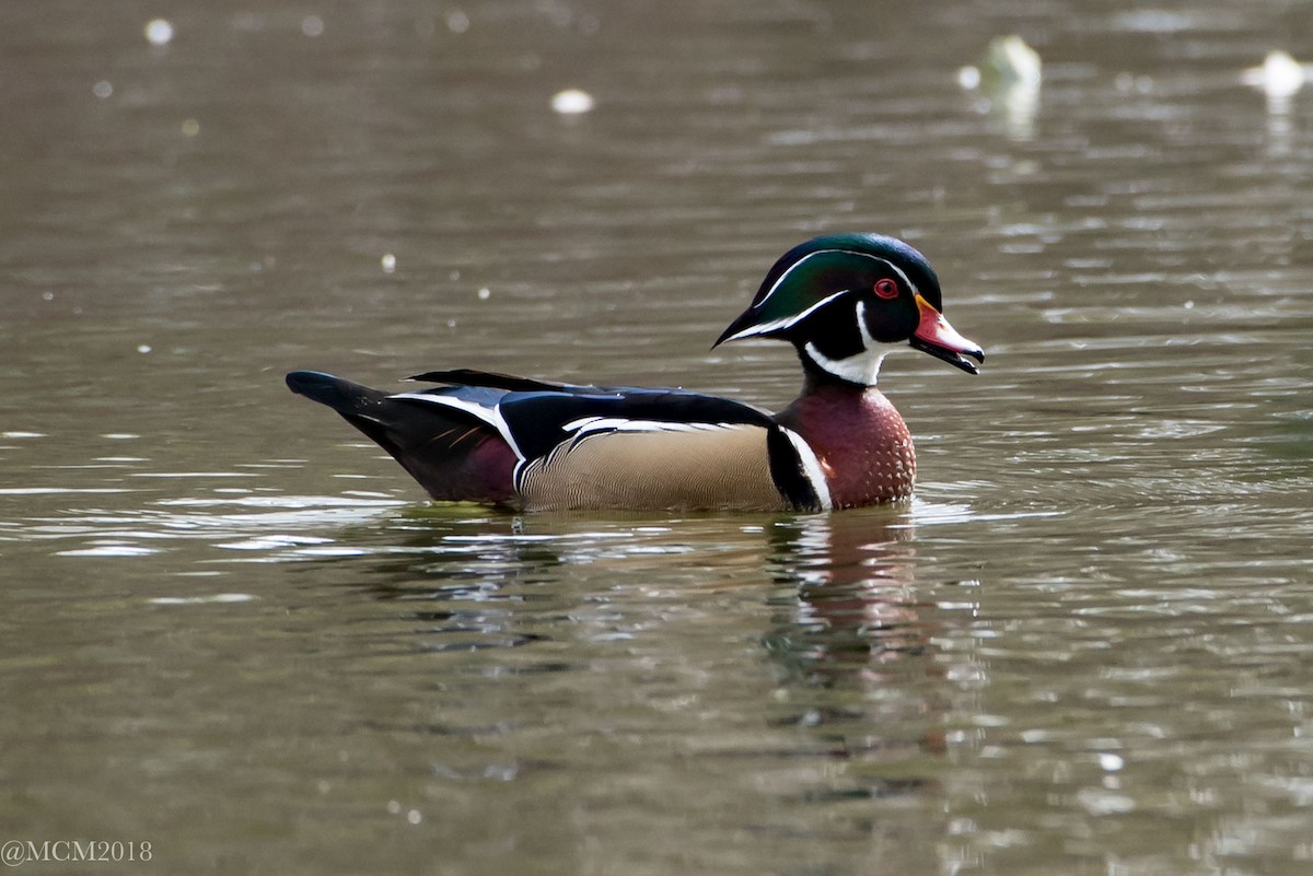Wood Duck - Mary Catherine Miguez