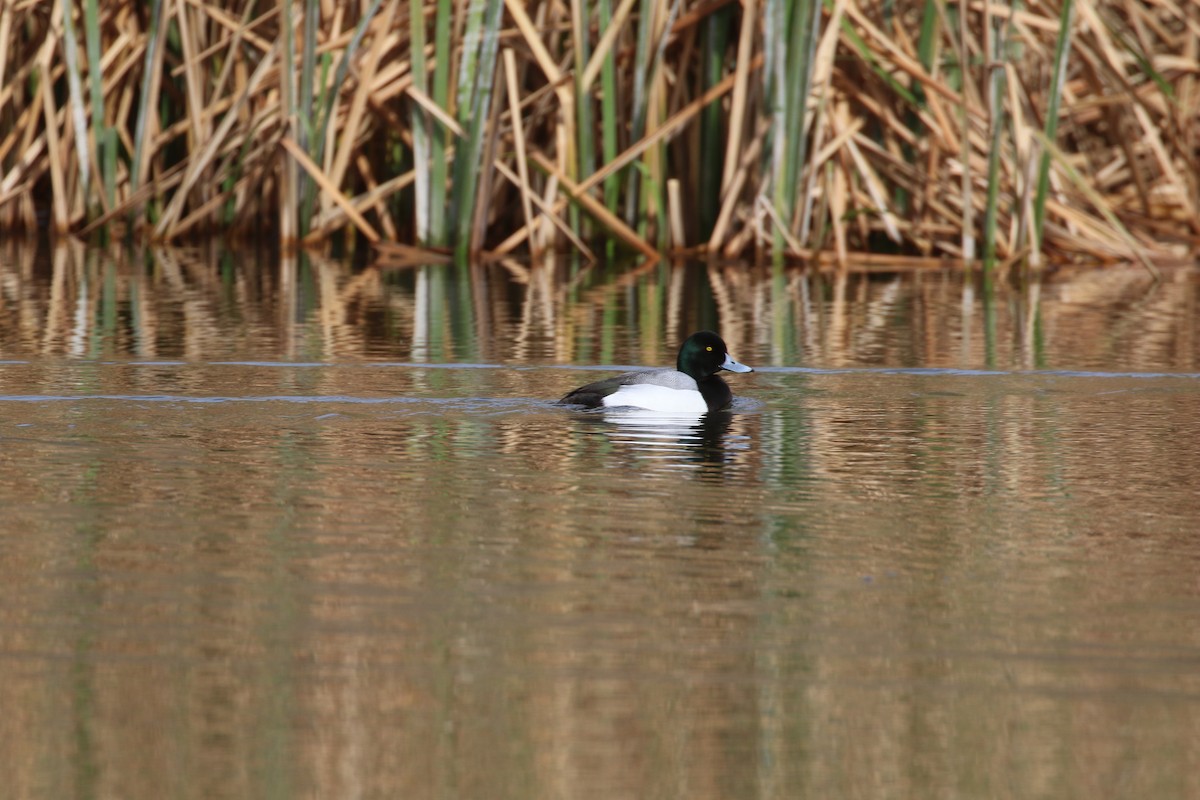 Greater Scaup - Kathy Ellwood
