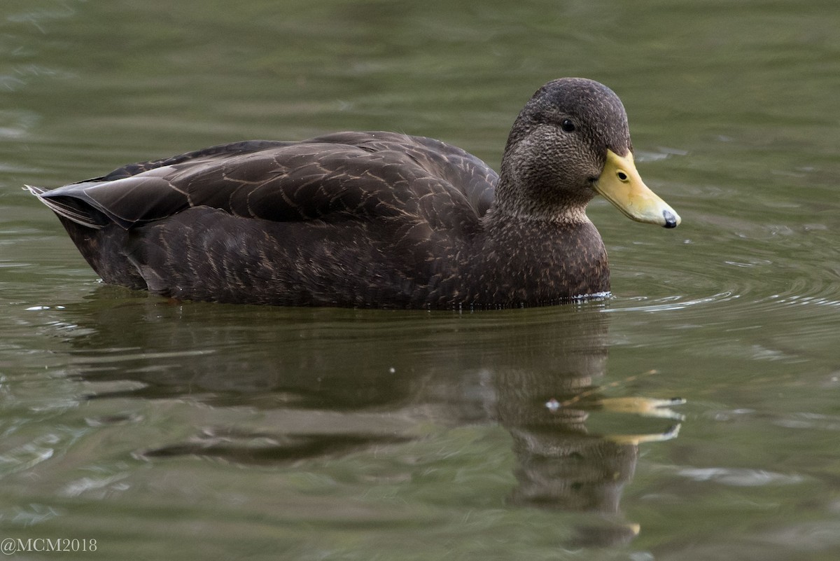 American Black Duck - Mary Catherine Miguez