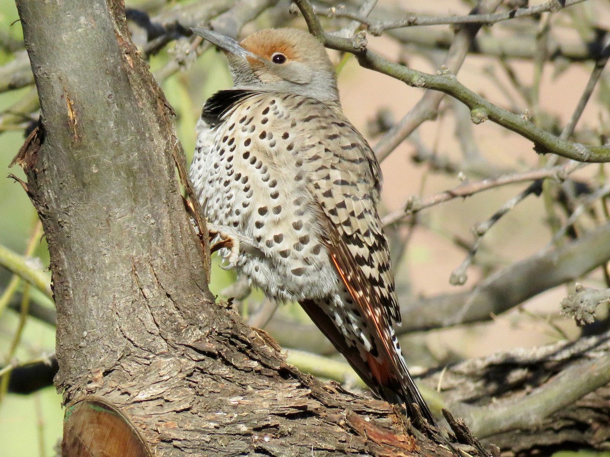 Northern Flicker (Red-shafted) - Babs Buck