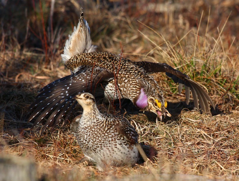 Sharp-tailed Grouse - Ryan Brady