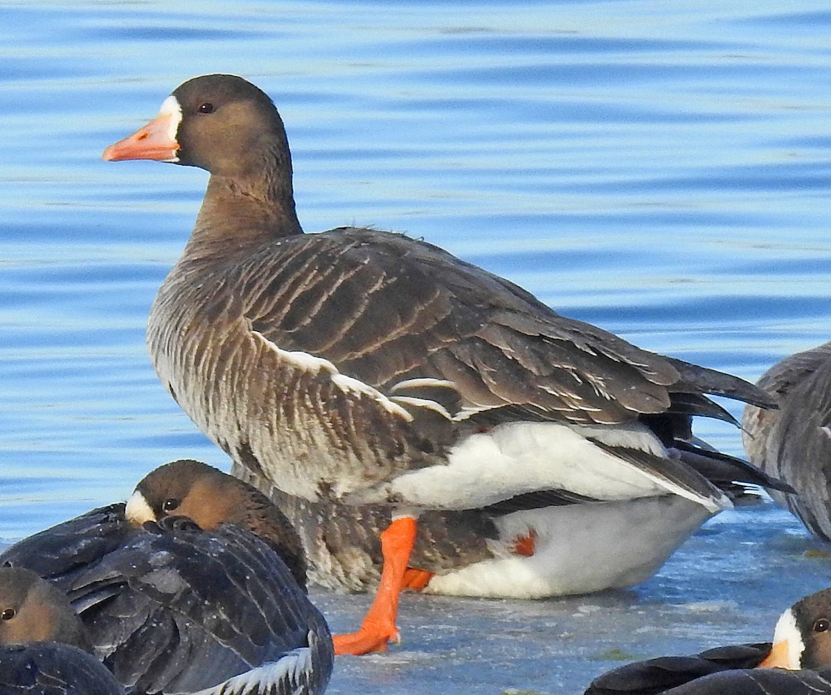 Greater White-fronted Goose - Tom Gannon