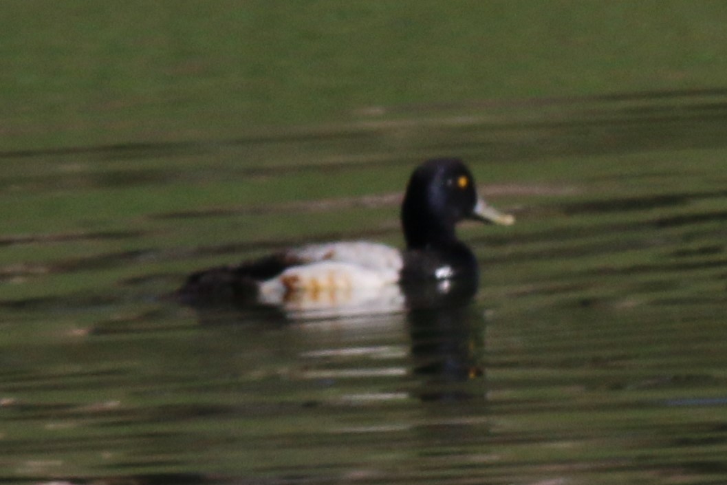 Greater/Lesser Scaup - ML86950201