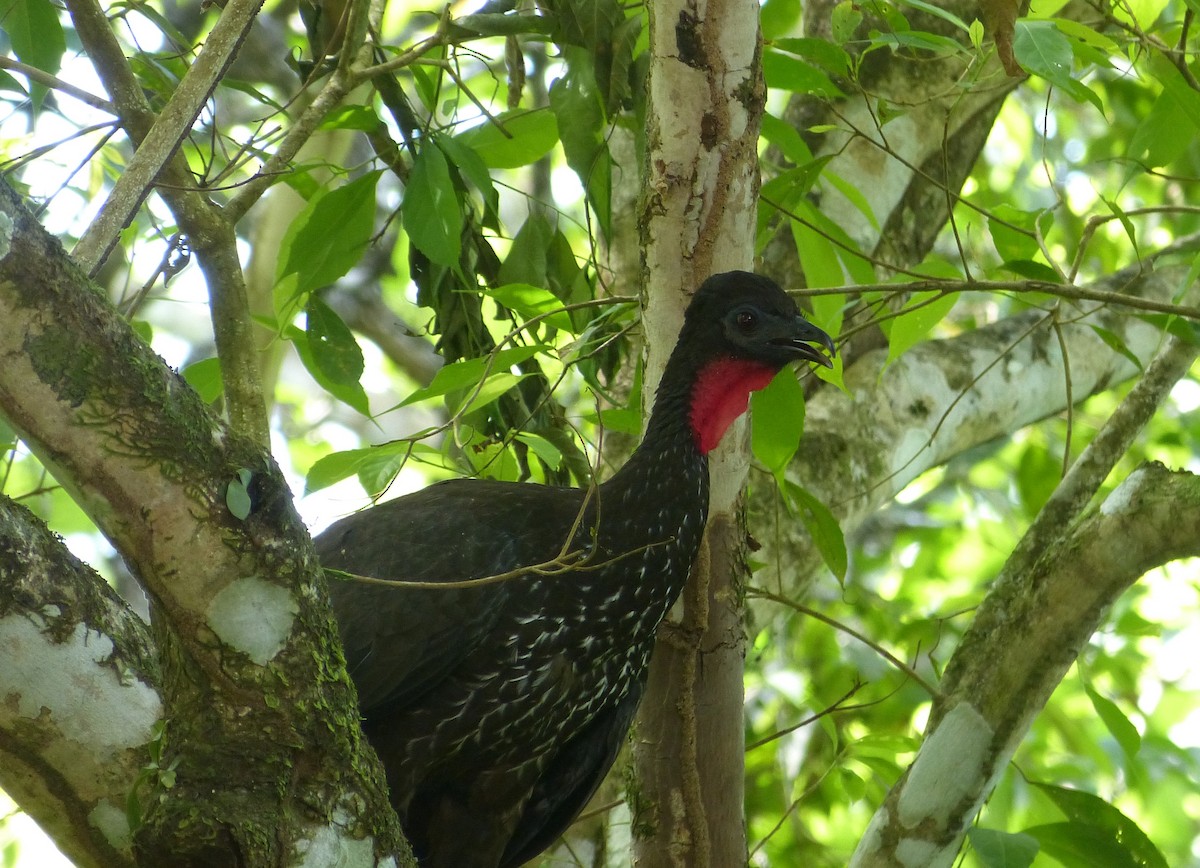 Crested Guan - Christina Riehl