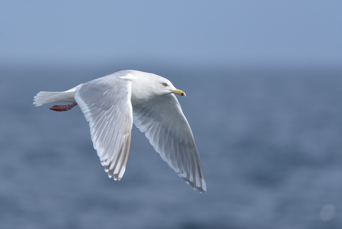 Iceland Gull (kumlieni) - Daniel Irons