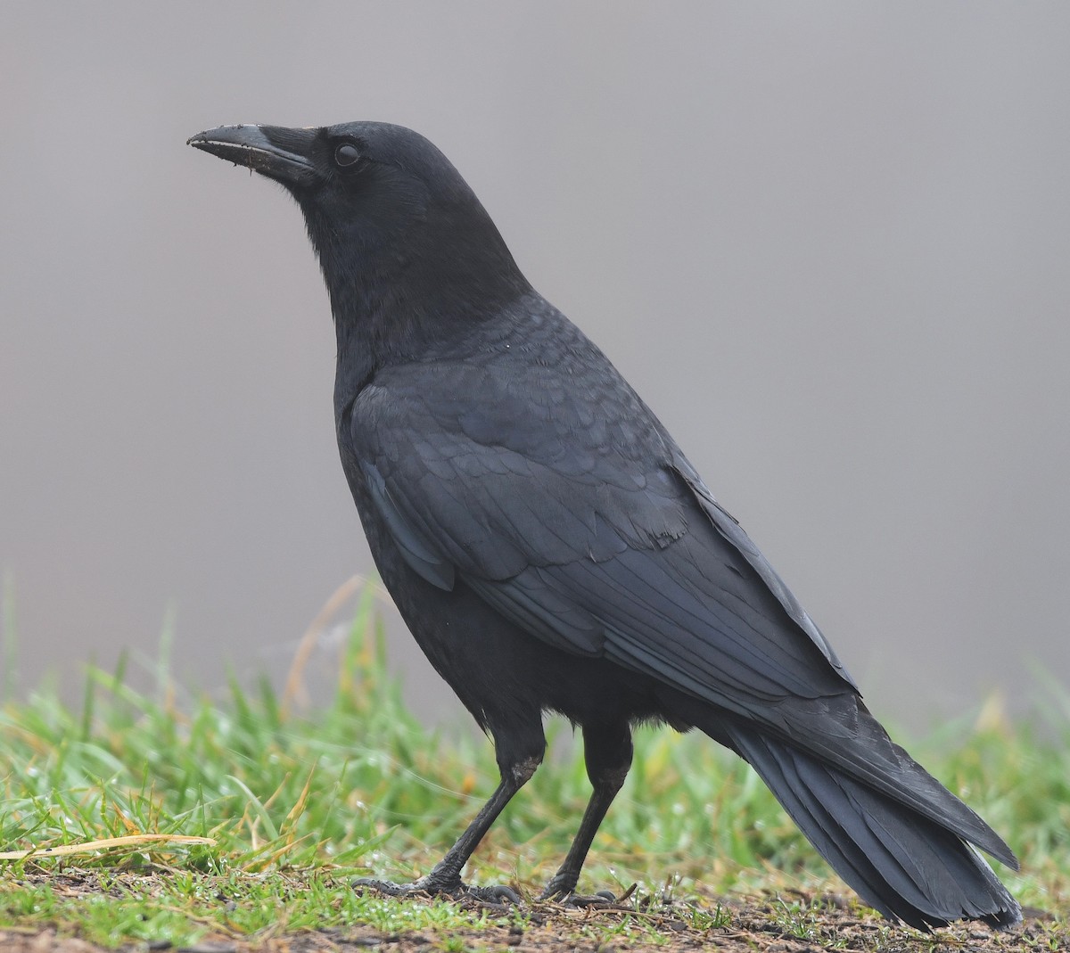 Corvus sp. (crow sp.) - ML86967251
